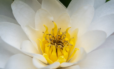 Seerose Blüte Nahaufnahme