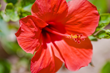 Red Hibiscus flower in the tropical garden