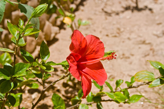 Fototapeta Red Hibiscus flower in the tropical garden