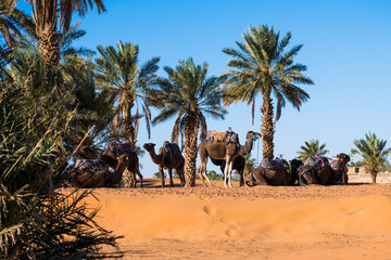 Many camels resting under palm trees in Sahara desert
