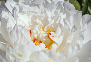 close up of white peony flower in garden