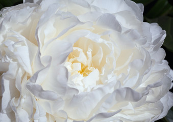 beautiful white peony blossom in garden
