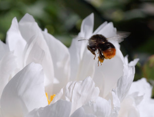 bumblebee flying above white peony flower