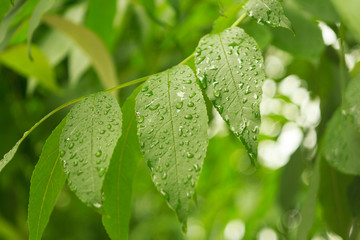 Green leaf with water drops