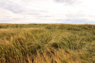  sky and green field of wheat