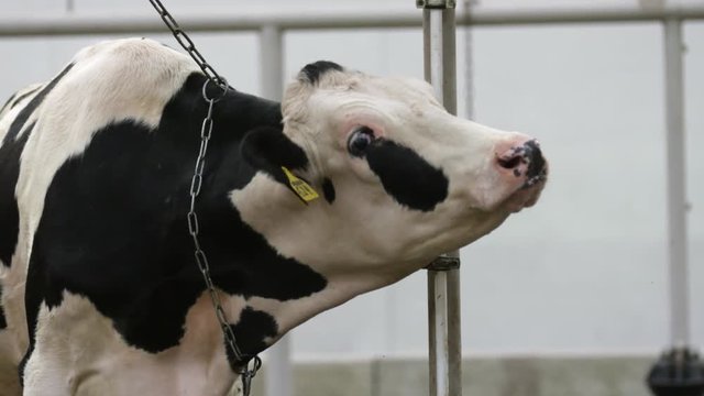 White pointed cow on chain swallows and stretches his head forward at farm in slow motion