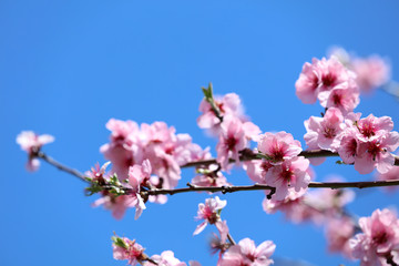 Obraz premium Mandelblüte Mandelbaum