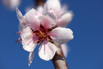 Mandelblüte Mandelbaum
