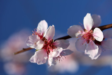 Obraz premium Mandelbaum Mandelblüte