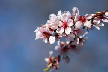 Mandelbaum Mandelblüte