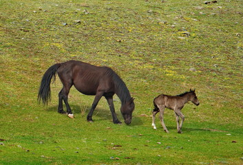 Fototapeta premium Russia. The South Of Western Siberia. mountain Altai. Lush pastures on the slopes of lake Teletskoye.