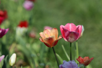 Obraz na płótnie Canvas Blühende Tulpen in einem Tulpenbeet