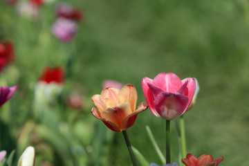 Blühende Tulpen in einem Tulpenbeet