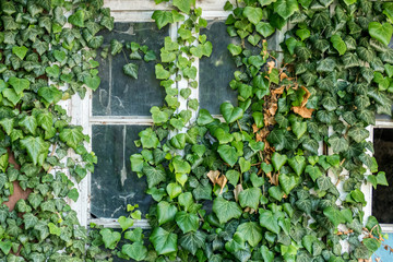 Efeu an der Wand