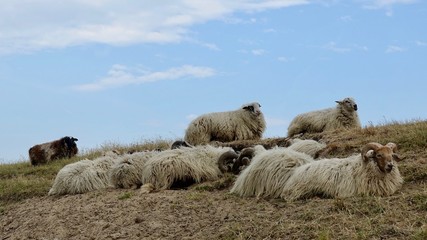 Schafe, Herde und Einzeltieraufnahmen 