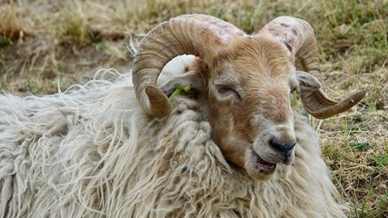 Naklejka premium Schafe, Herde und Einzeltieraufnahmen 