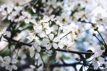 Flowering cherry on a bush close-up. Background
