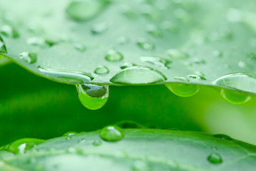 水滴のついた新緑の葉