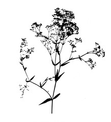 Black Gypsophila Paniculata silhouette isolated on white background