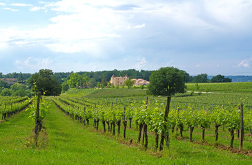 Fototapeta na wymiar Weinbau im Bordelais