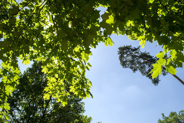 Green trees against a blue sky background.