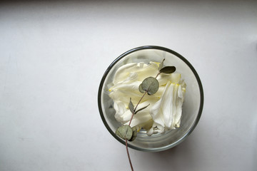 A glass with white petals and branch of eucalyptus.