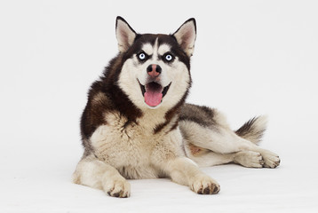 Siberian husky breed dog lies and looks sideways