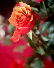 Beautiful orange and pink rose, soft focus and blurred background