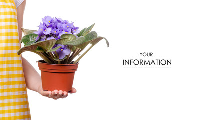 Woman in apron in hands plant in pot violet pattern on white background isolation