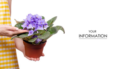 Woman in apron in hands plant in pot violet pattern on white background isolation