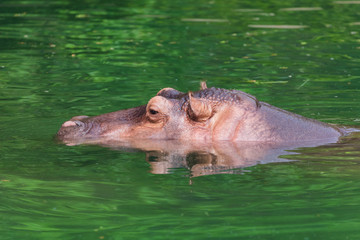 Hippo in water