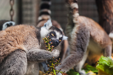 Lemur in park