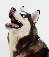 portrait of a Siberian husky dog looking sideways