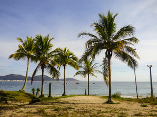Fototapeta na wymiar Palm trees at Ingleses Beach, Florianopolis - Brazil
