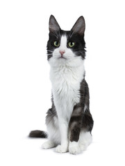 Cute black smoke with white Turkish Angora cat sitting  on white background and looking to the side