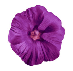 Flower eggplant lavatera, white isolated background with clipping path.  Closeup with no shadows. Nature.