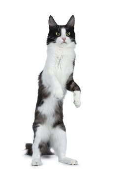 Cute black smoke with white Turkish Angora cat standing on back paws like meerkat white background 