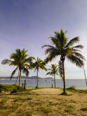 Fototapeta na wymiar Palm trees at Ingleses Beach, Florianopolis - Brazil