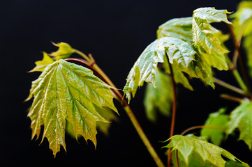 Young green leaves of maple.