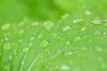 白菜の葉に降る雨