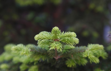 Ветка сосны © nataliya