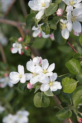 Цветущая яблоня