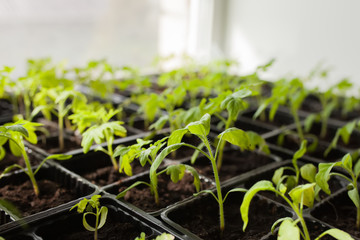 Tomato seedlings on the windowsill.