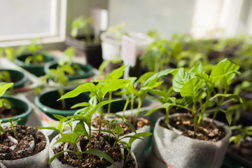 Pepper caspicum seedlings in peat pots.