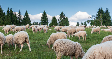 Fototapeta premium Schafherde in den Bergen. Schafsmilch für Schafskäse und Butter.