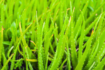 Fototapeta na wymiar Background of gently green aloe leaf texture