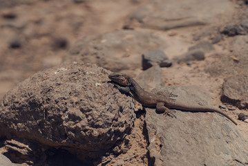 the lizard sits on a rock