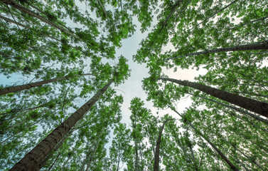 Fototapeta premium Long tree in the forest