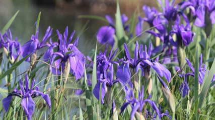 Blue iris flower on green background