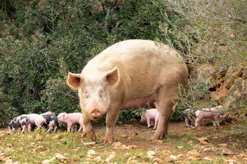 Little piglets 4